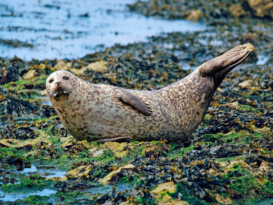 Irland: Rathlin Island, Robben am Ufer.