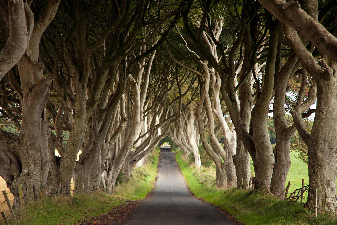 View of Dark Hedges avenue with lined beech trees, Ireland, UK