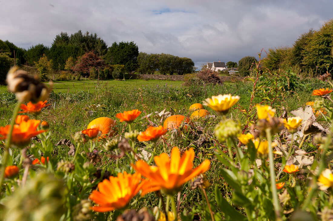 Irland: Bantry House, Nutzgarten, Blumenwiese.