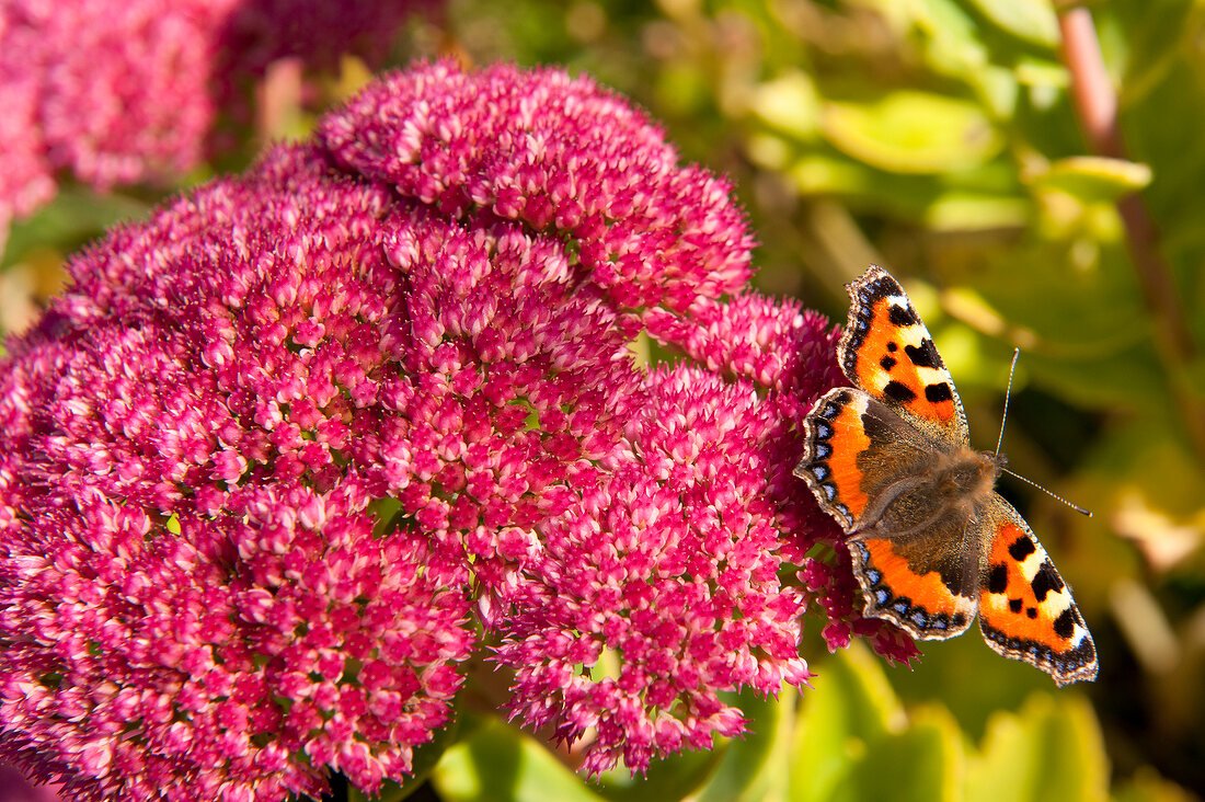 Close-up of pink stonecrop with butterfly on top