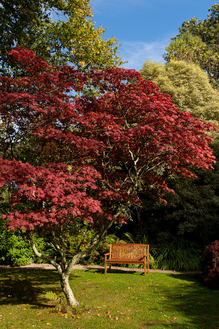 Irland: Ashford, Mount Usher Garden, Laubbaum rot, Gartenbank.