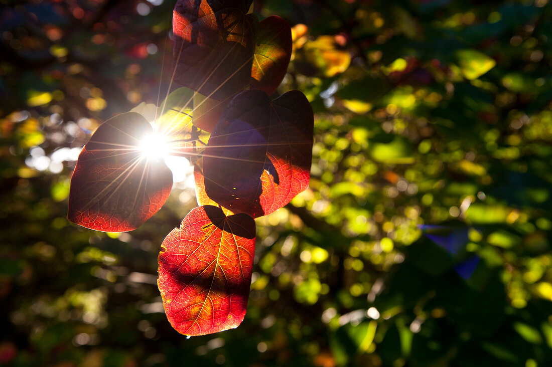 Close-up of red leaves of deciduous tree in sunshine, backlit