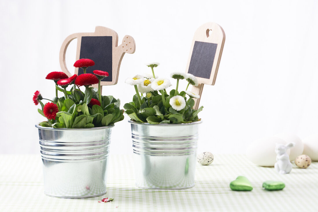 Red and white flower plants in zinc bucket