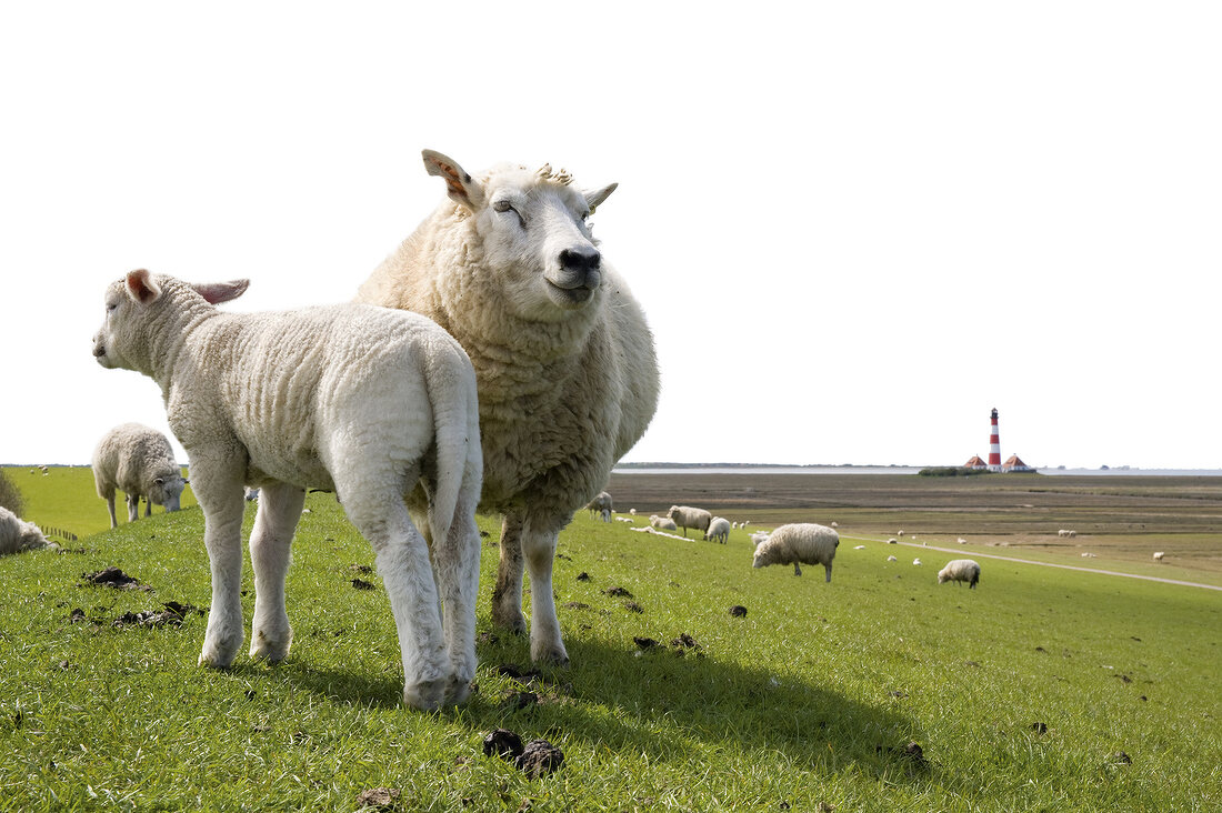 Sheep grazing on dike along the North Sea