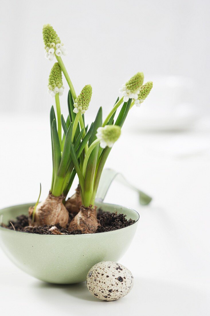 Grape hyacinths in an old soup ladle