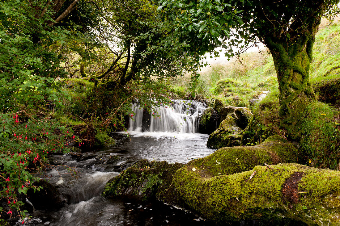 View of waterfall and trees in Ring of Kerry, Ireland