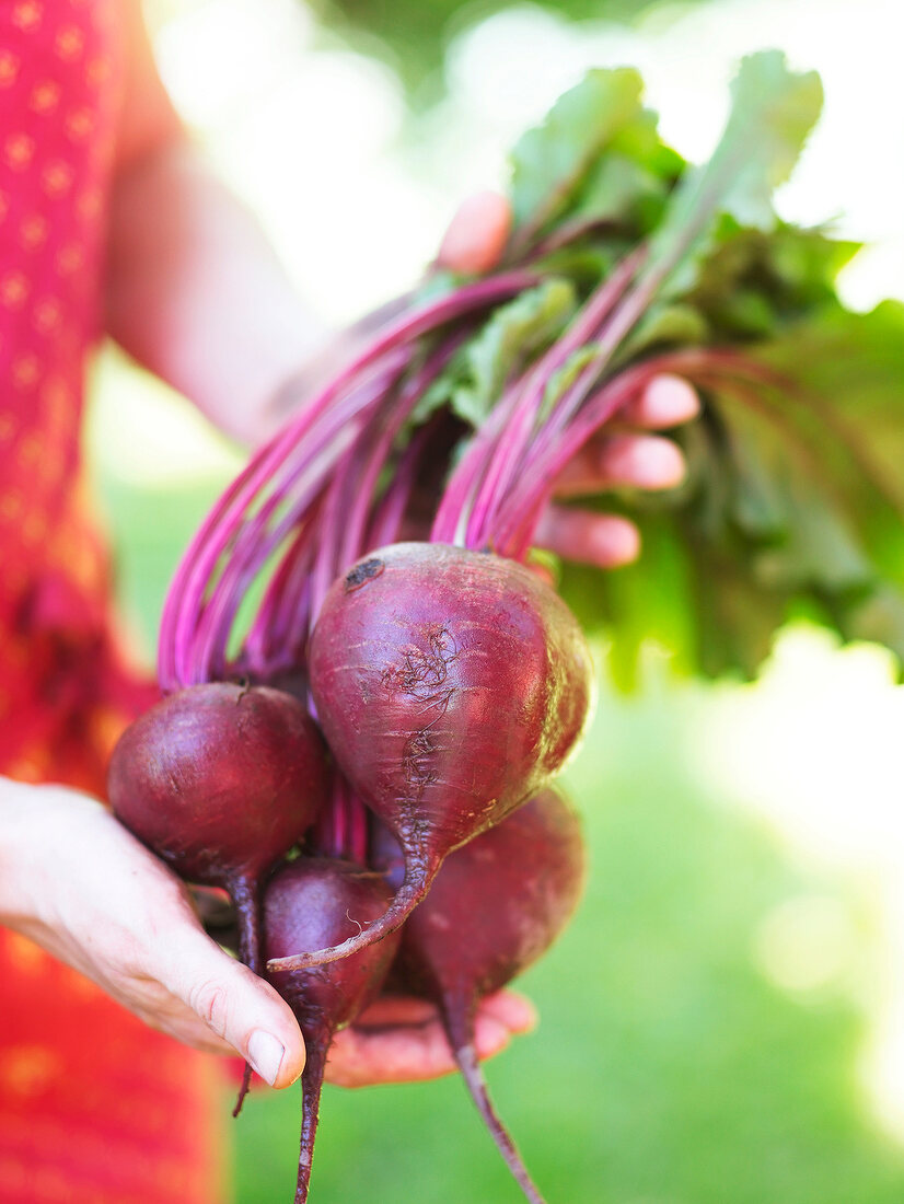 Bunch of freshly harvested beetroot