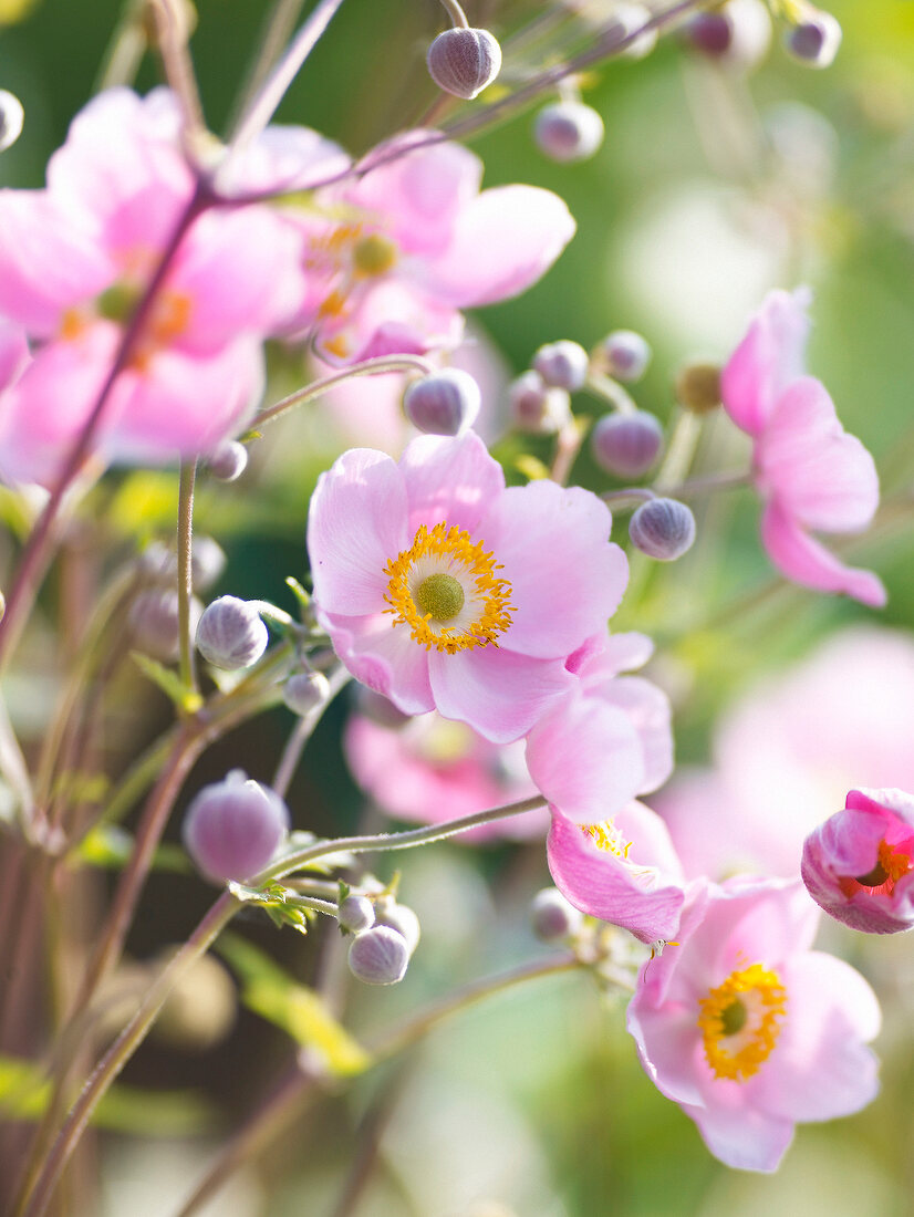 Close-up of autumn anemone plant