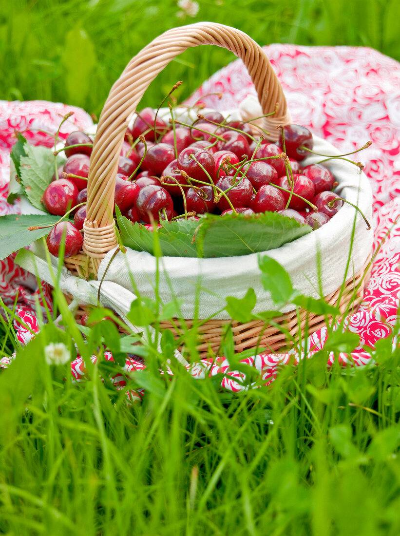 Basket of sweet cherries on grass