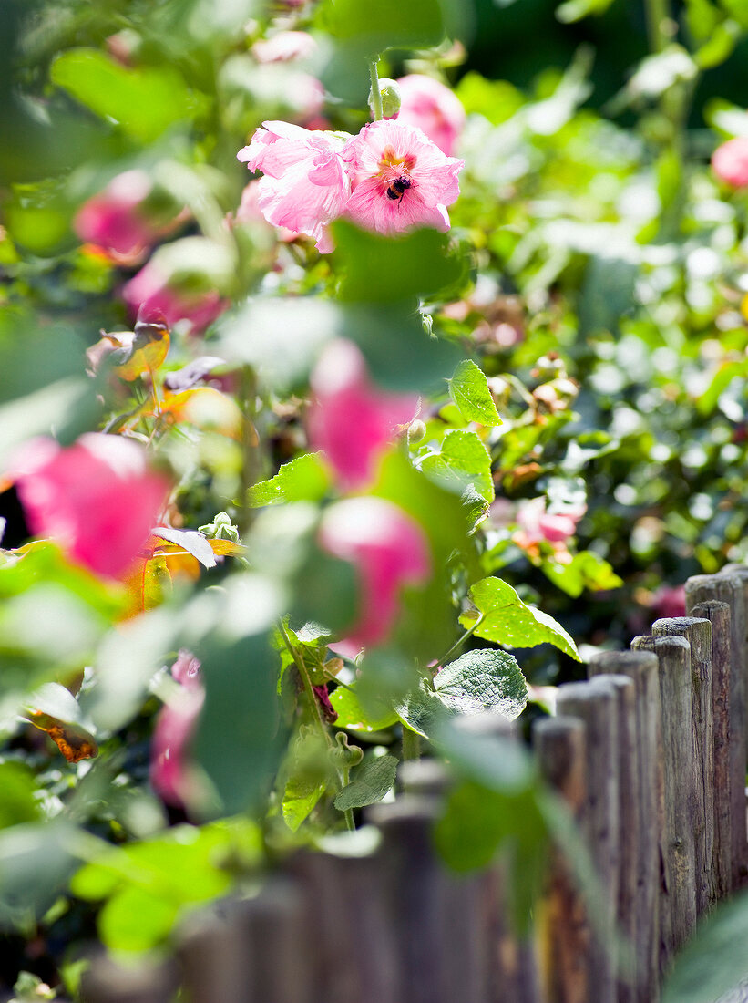 Pink flowers and plants against wooden fence
