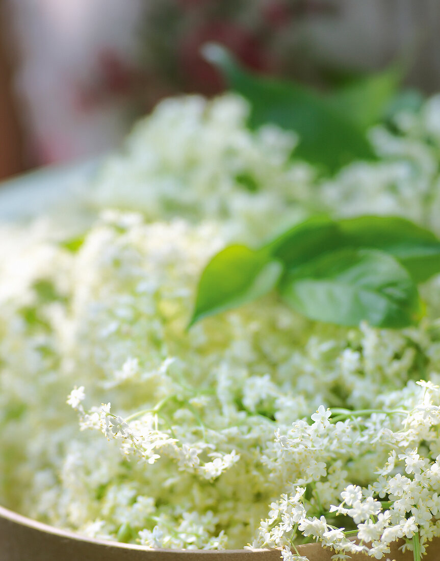 Close-up of elderflower with leaves