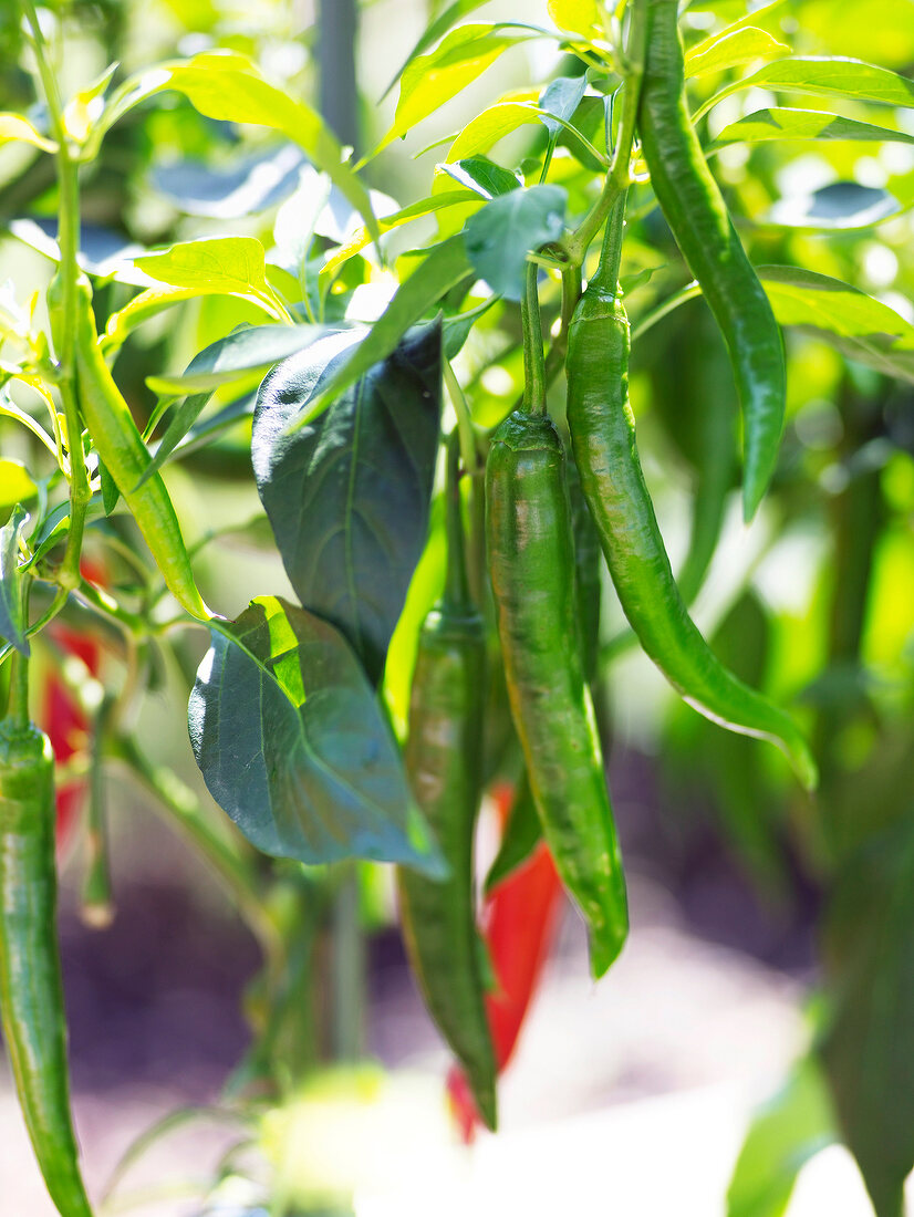 Sommerküche, Chilipflanze mit roten und grünen Chilischoten