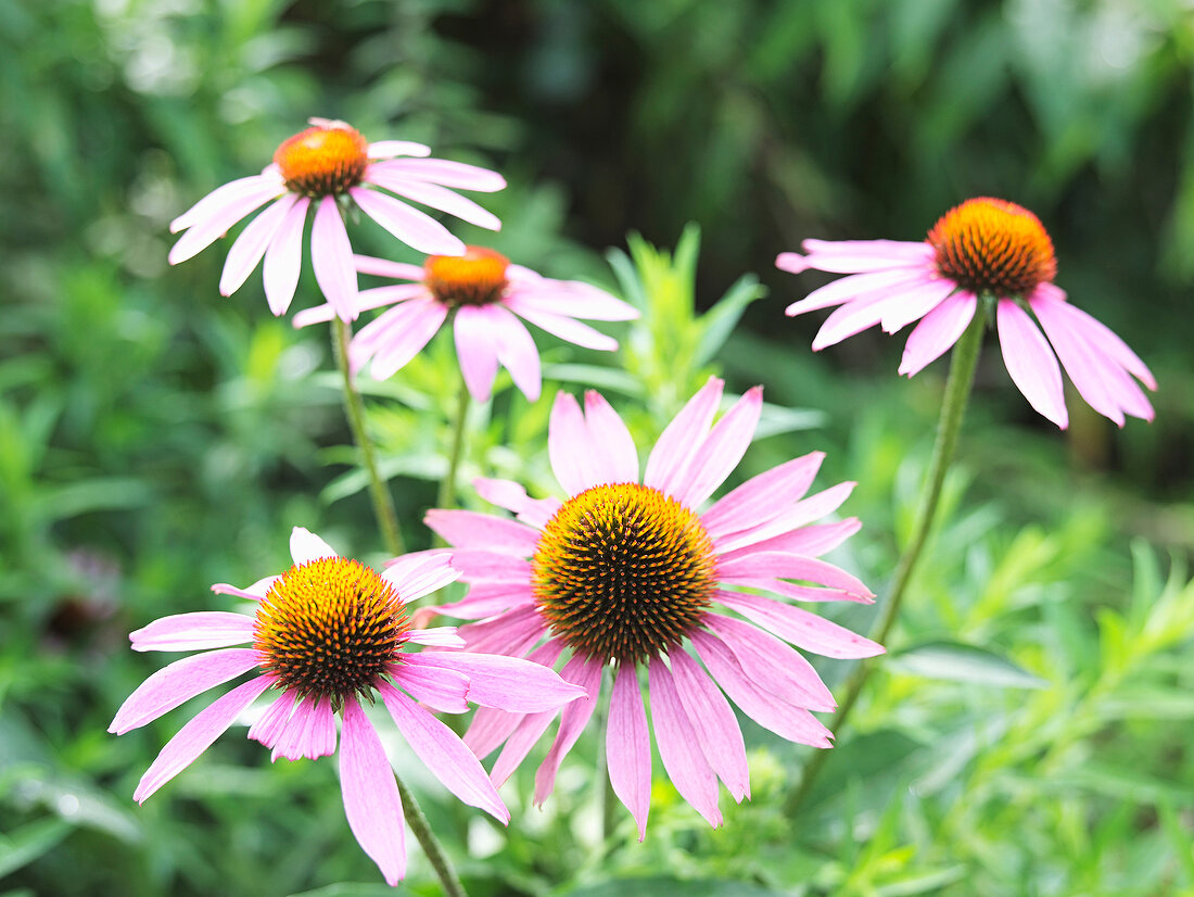 Purple coneflower in garden