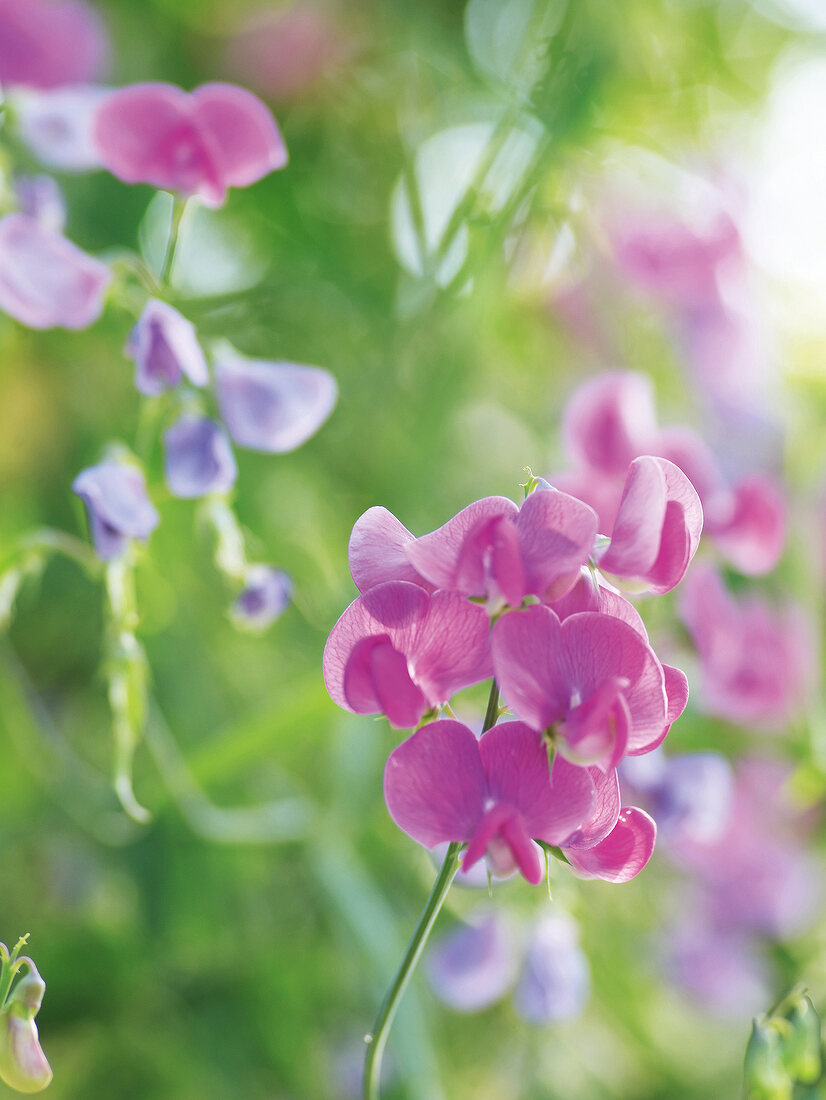 Summer kitchen, sweet pea, inflorescence