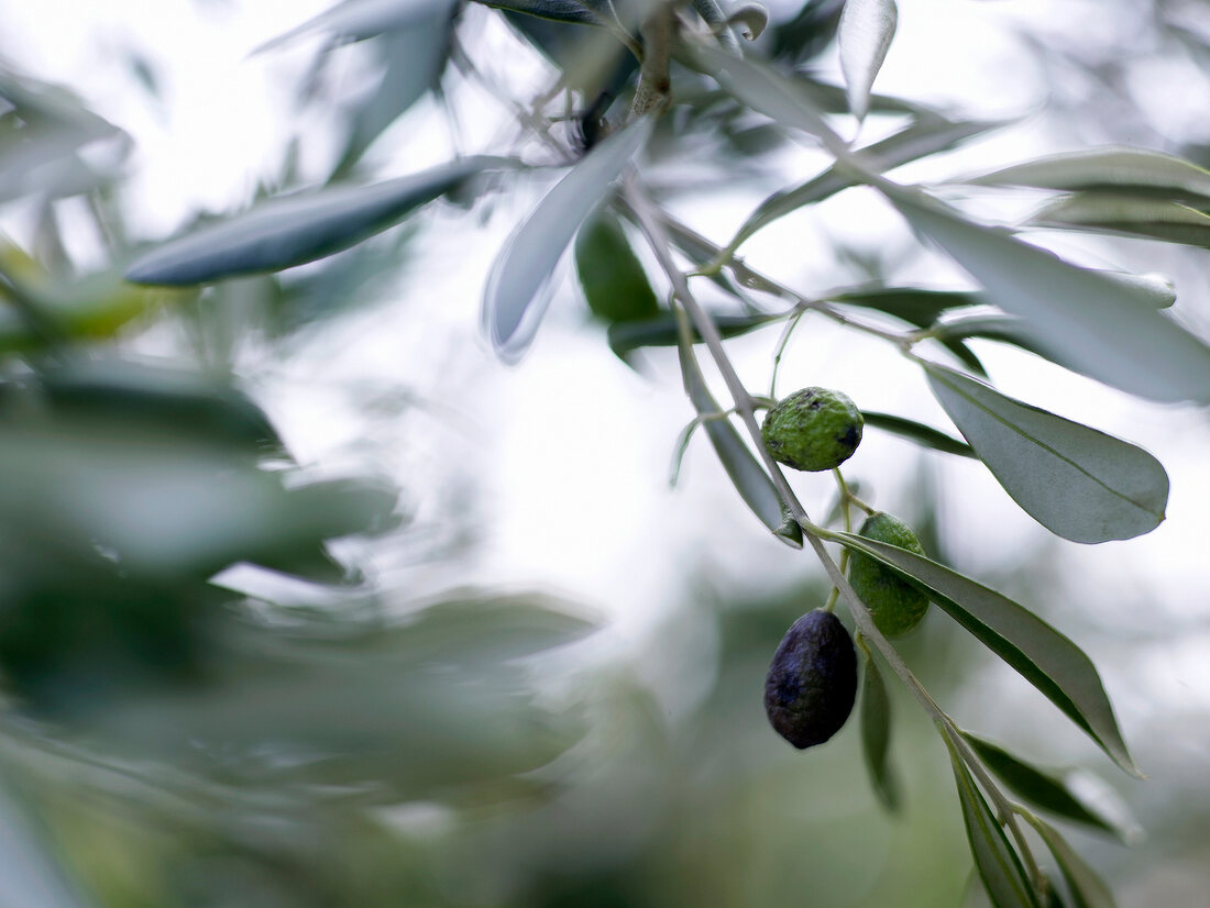 Sommerküche, Oliven am Olivenbaum, Nahaufnahme
