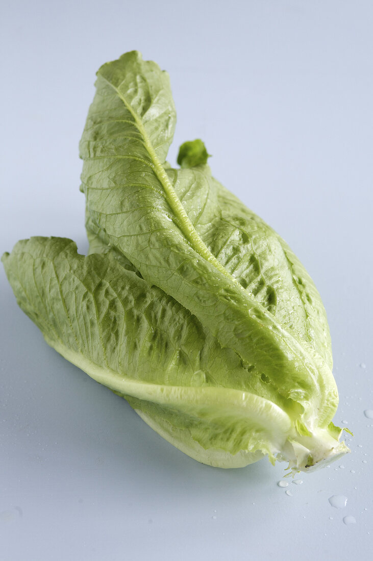 Lettuce on white background