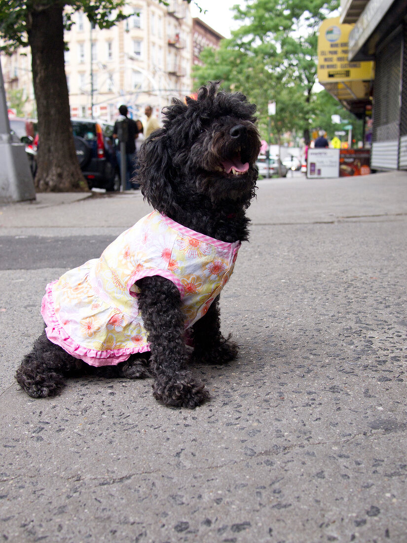 Little dog on streets of Bronx, New York, USA