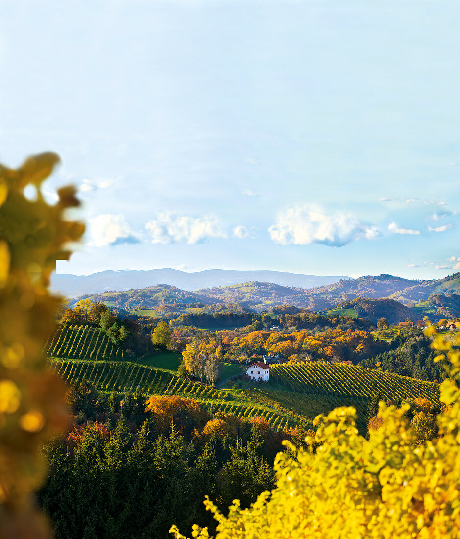 View of Kranachberg vineyards from Weingut Sattlerhof Gamlitz, Austria