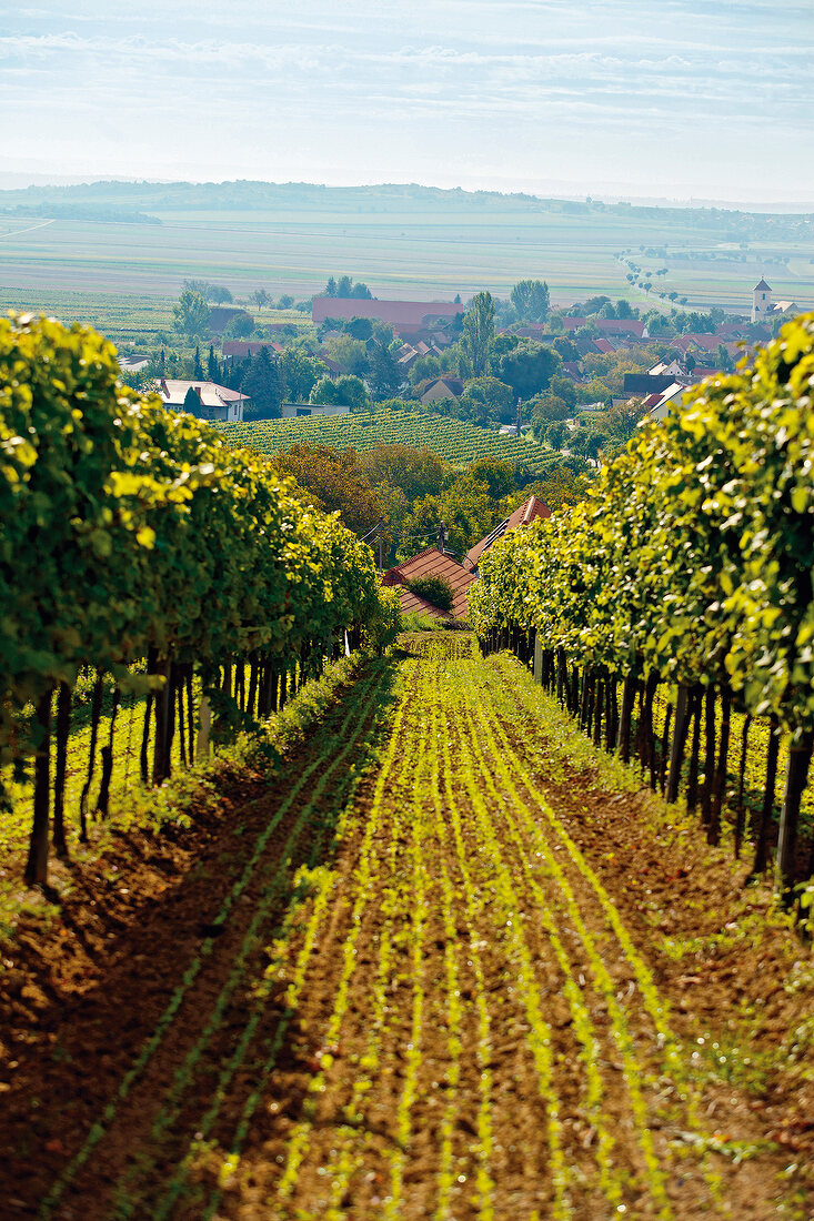 Blick durch Weinreben auf Obermarkersdorf, Weinviertel