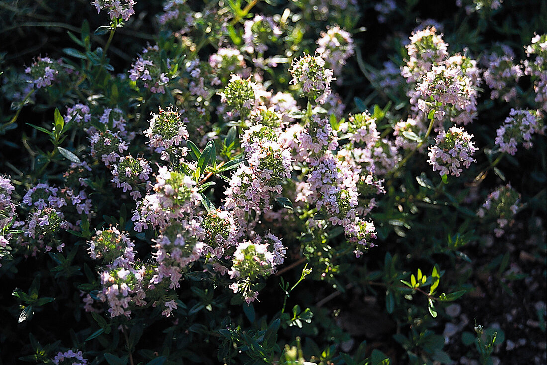 Food, Gartenthymian, "Thymus vulgaris"