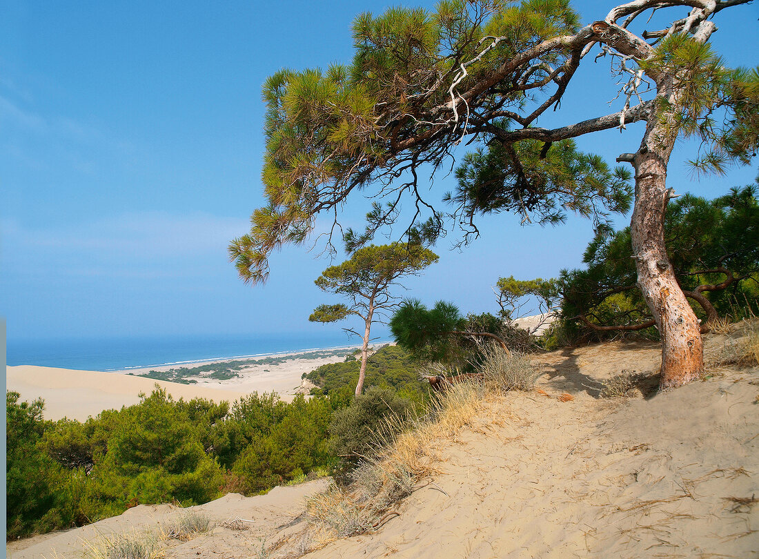 View of sand dunes and pine trees on Patara beach, Turkey
