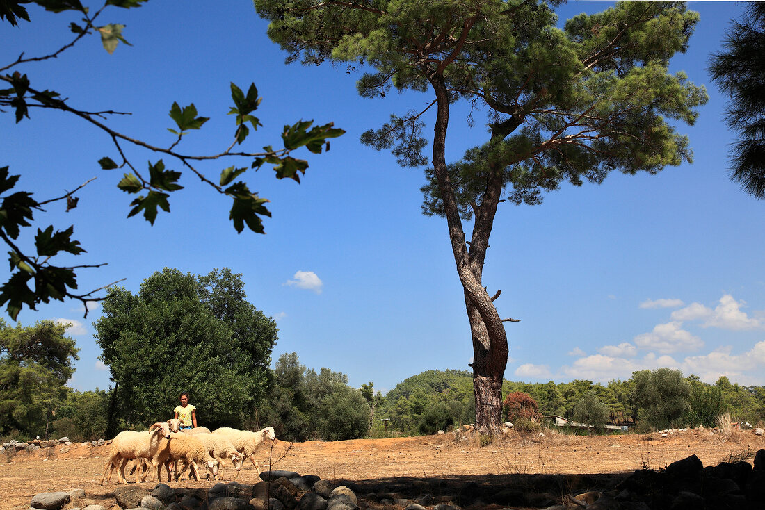 Woman tending sheeps, Koprulu, Turkey