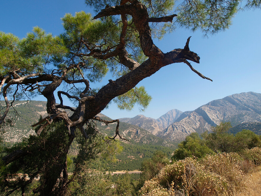 Termessos: Blick auf Berglandschaft, Baum.
