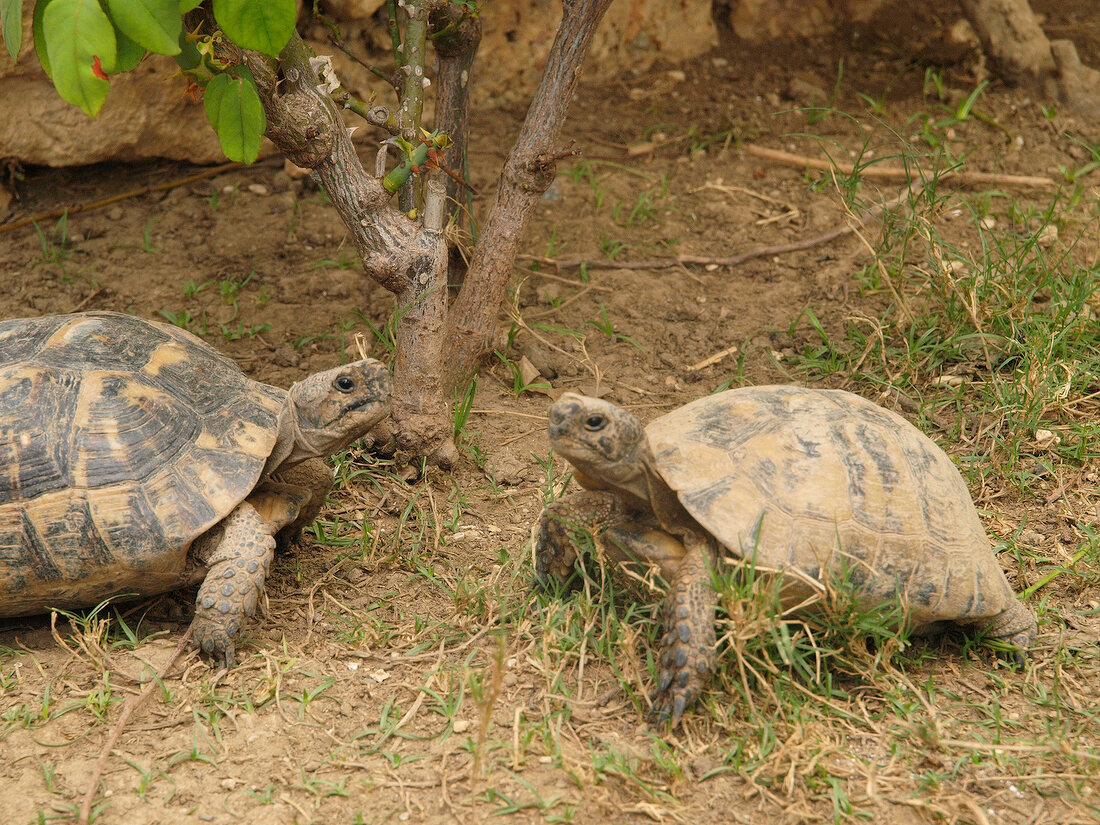 2 Schildkröten. X 