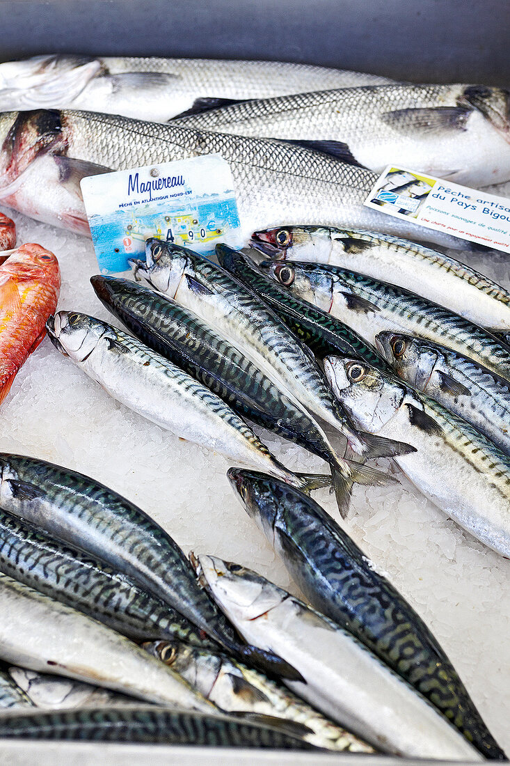 Frankreich, Frische Fische in der Warenauslage, Detailaufnahme