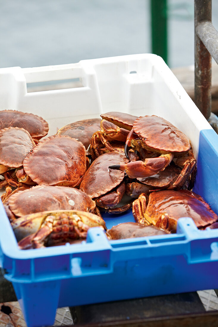 Close-up of crabs in plastic box
