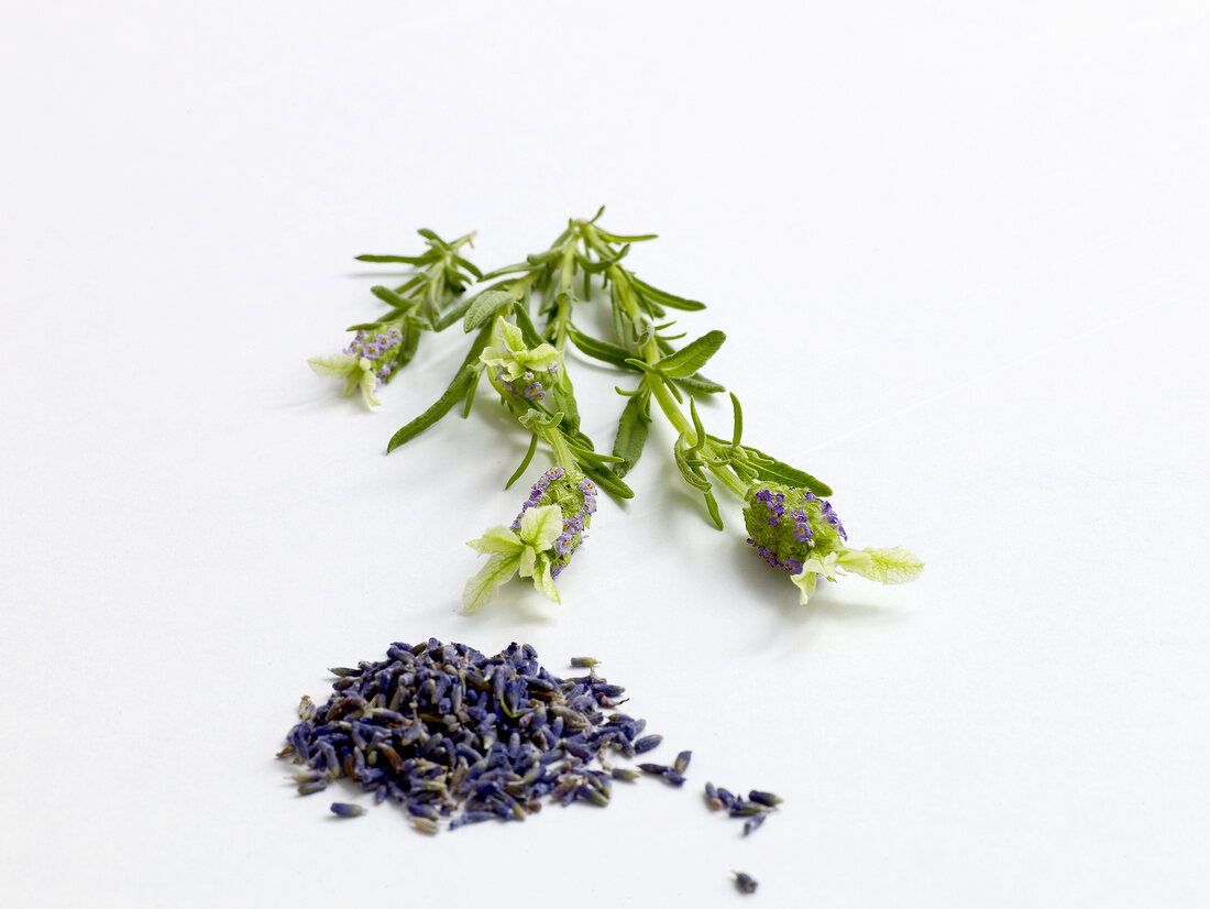 Lavender seeds and plant on white background