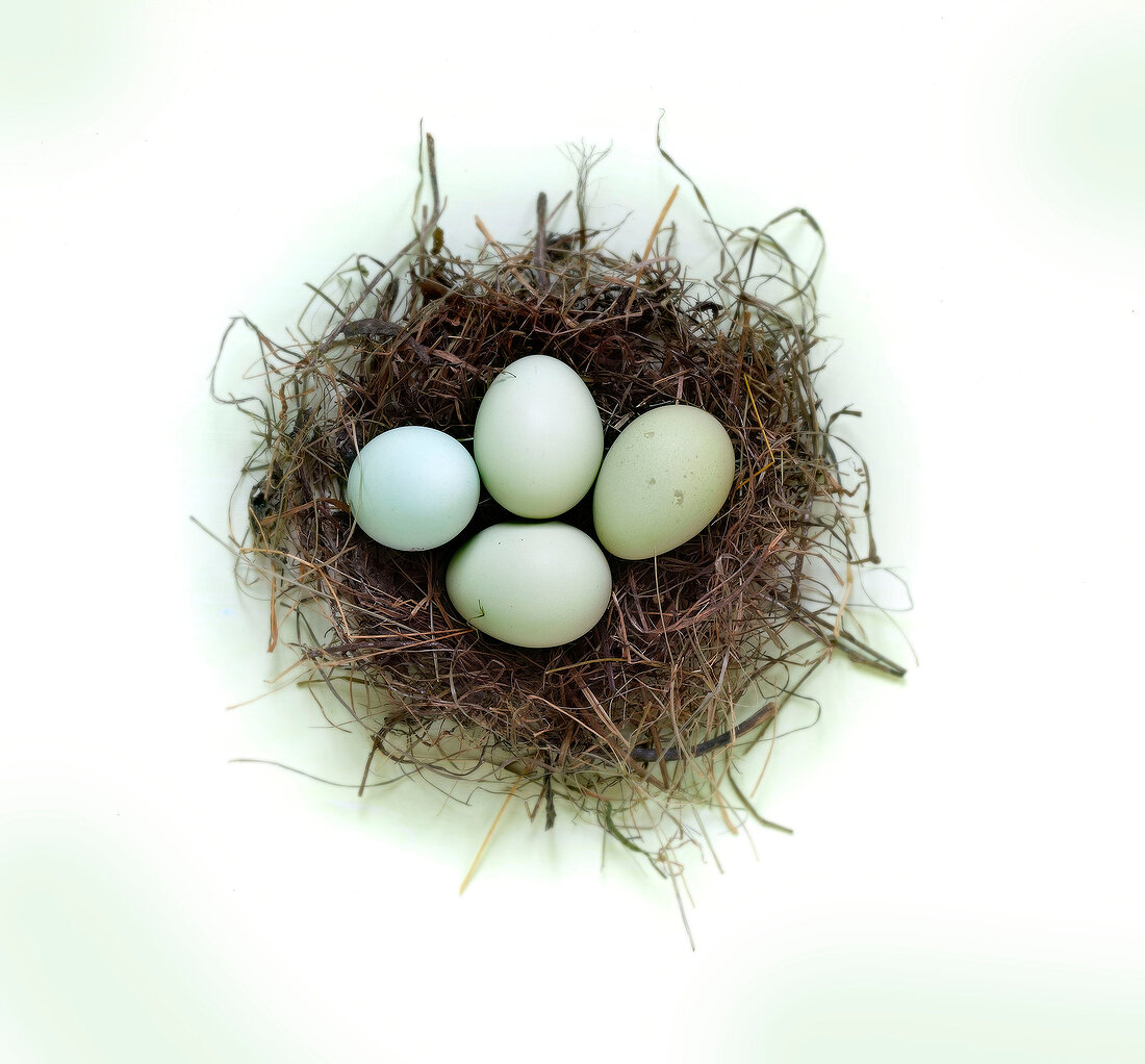 Nest mit grünen Eiern 