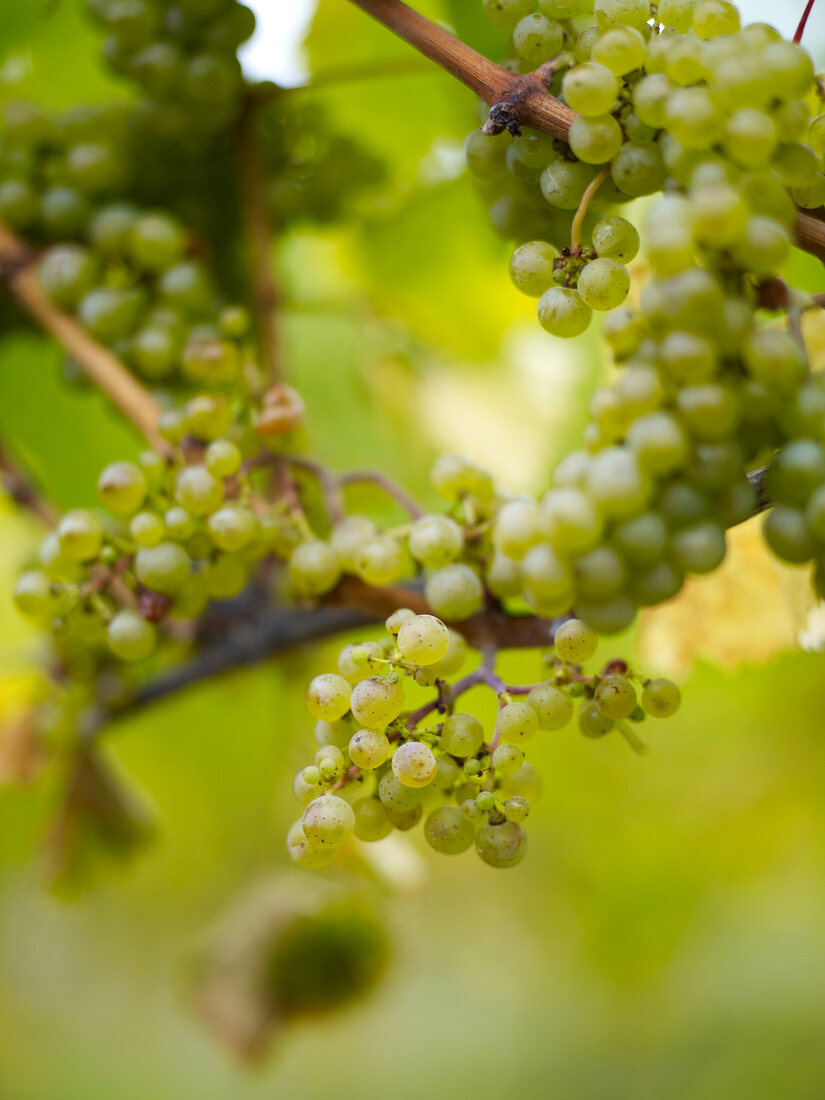 Close-up of white wine grapes on the vine in Schafer-Frohlich, Felseneck