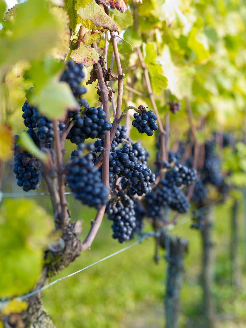 Red wine grapes on vines in Montigny, Laubenheim, Germany