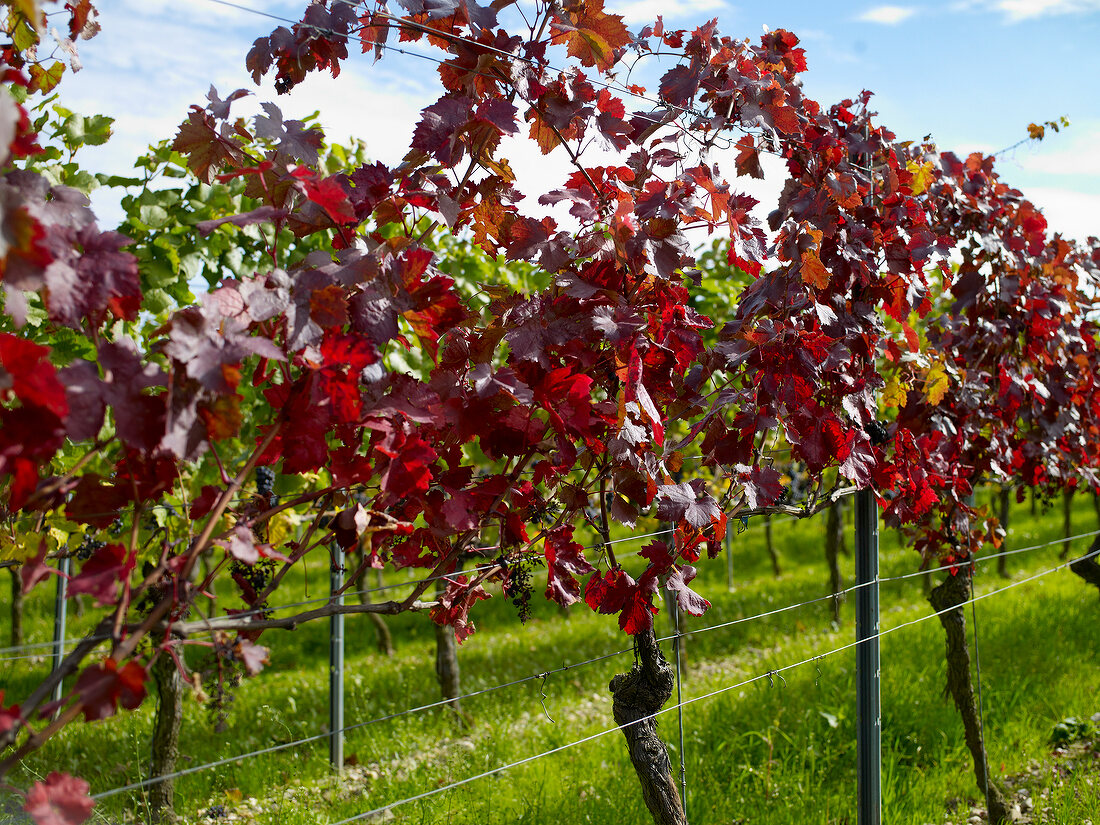 Vines with red leaves wine growing near region
