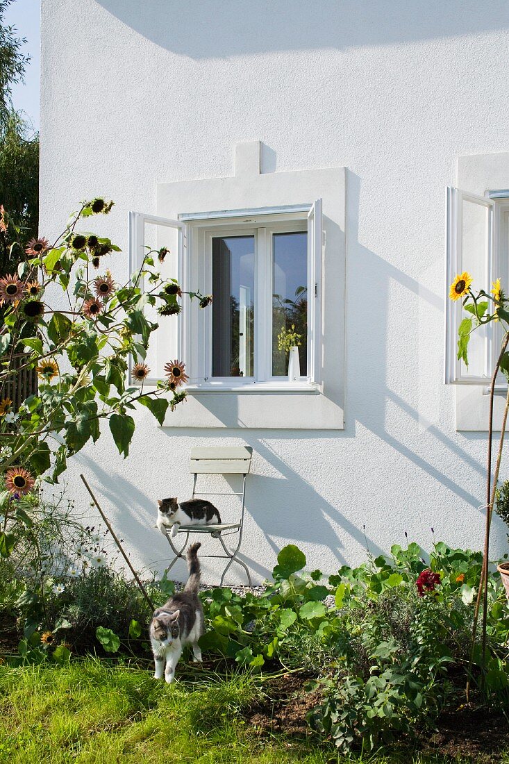 Bauerngarten mit zwei Katzen hinter dem Haus