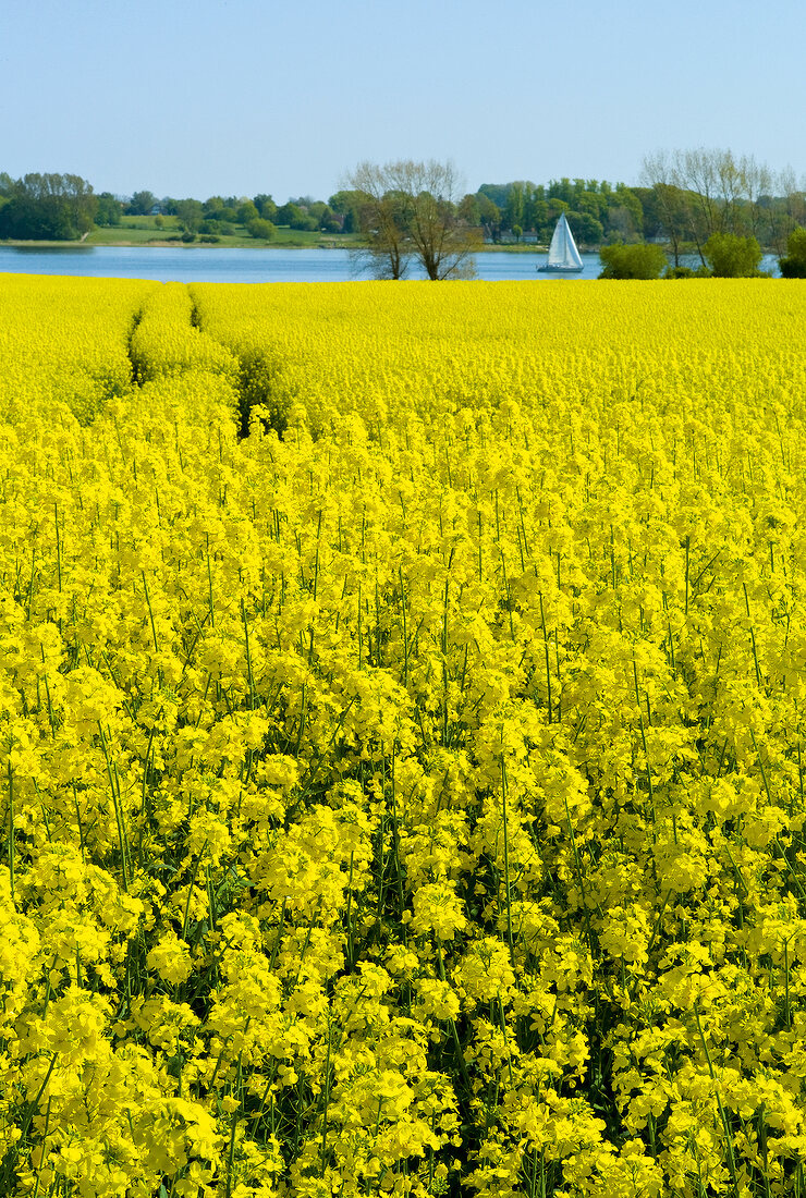 Ostseeküste: Rapsfeld, Blick auf die Schlei, malerisch