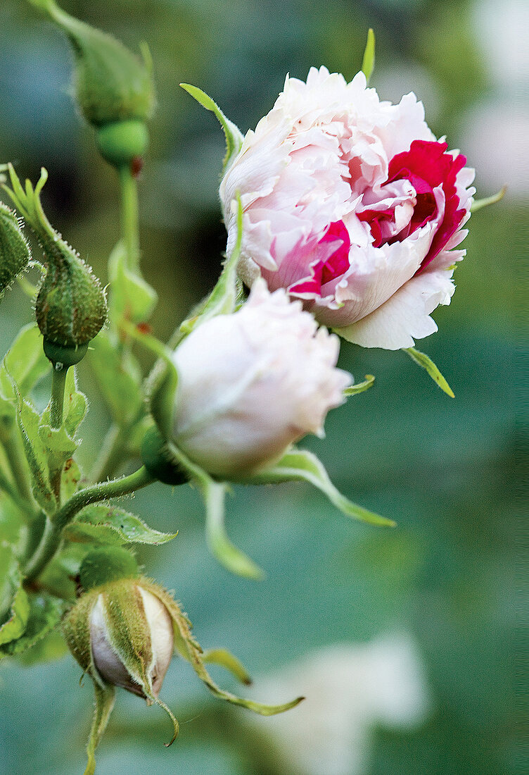 Close-up of rose flowers and bud