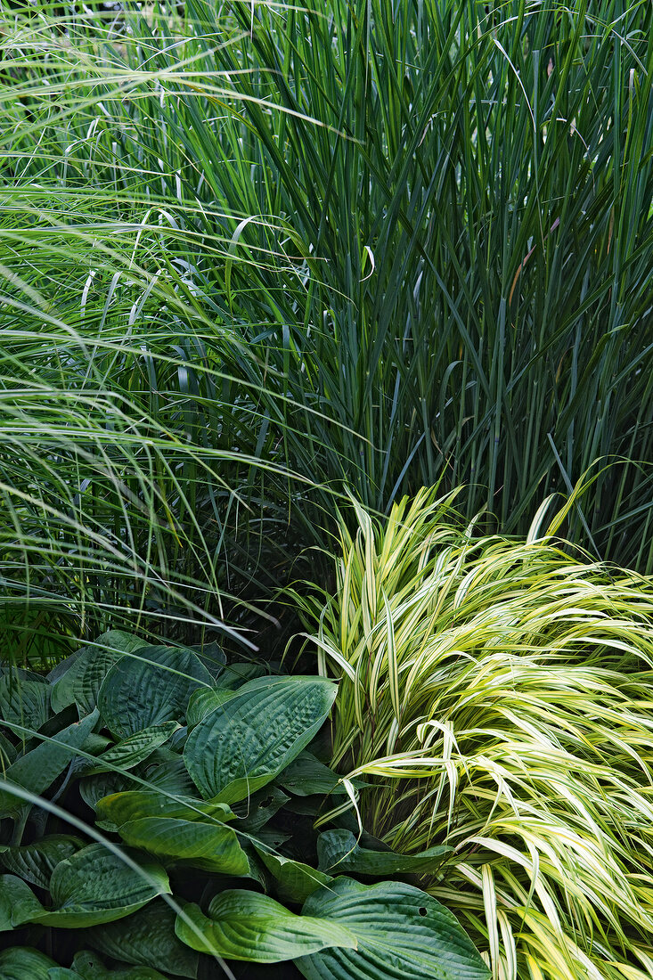Close-up of various grasses and leaves at Baltic sea coast, Germany