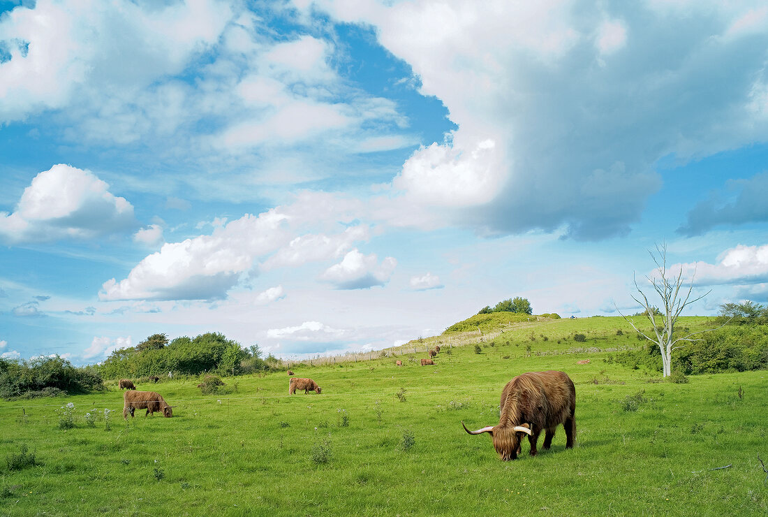 View of landscape with cattle grazing in Scottish Highland