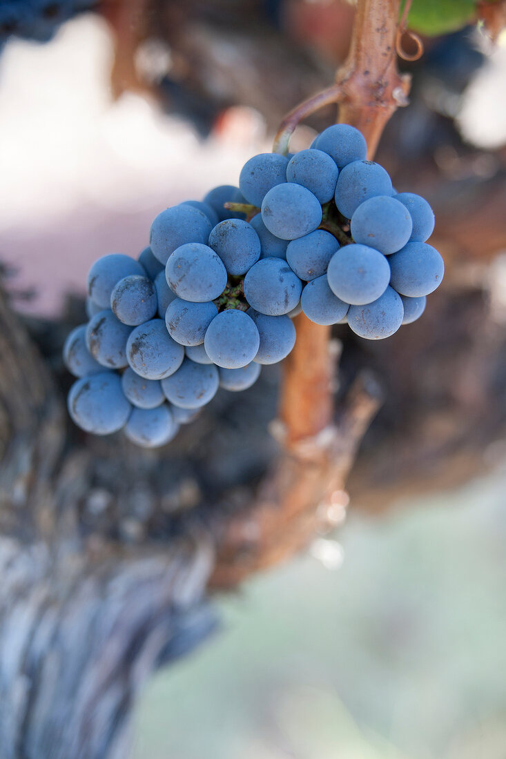 Close-up of grapes in Ramatuelle, Saint Tropez