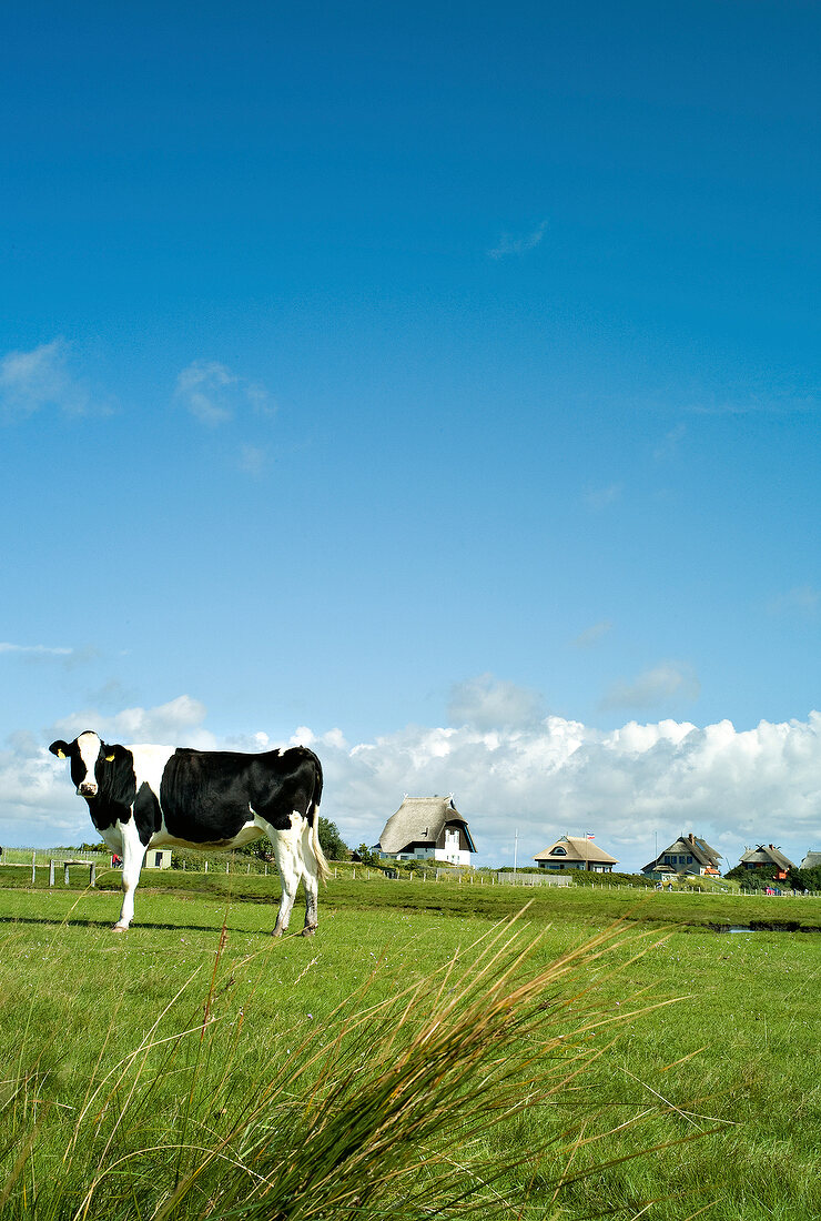 Ostseeküste: Holstein-Rind auf der Weide