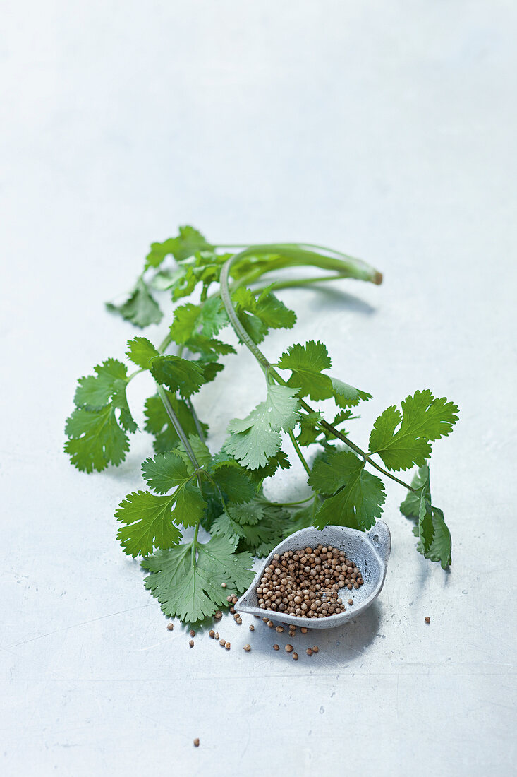 Genussrezepte für zwei, Koriandergrün und Koriandersamen