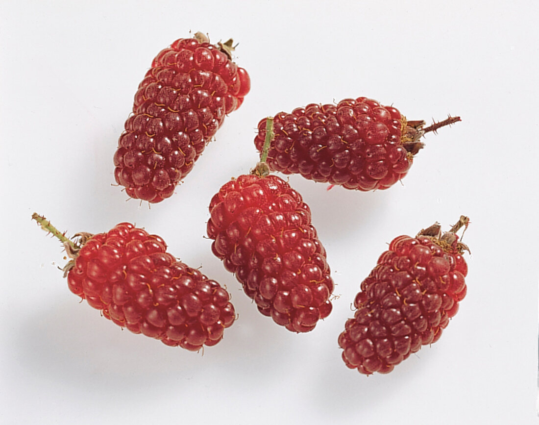 Taybeere, blackberry and raspberry on white background