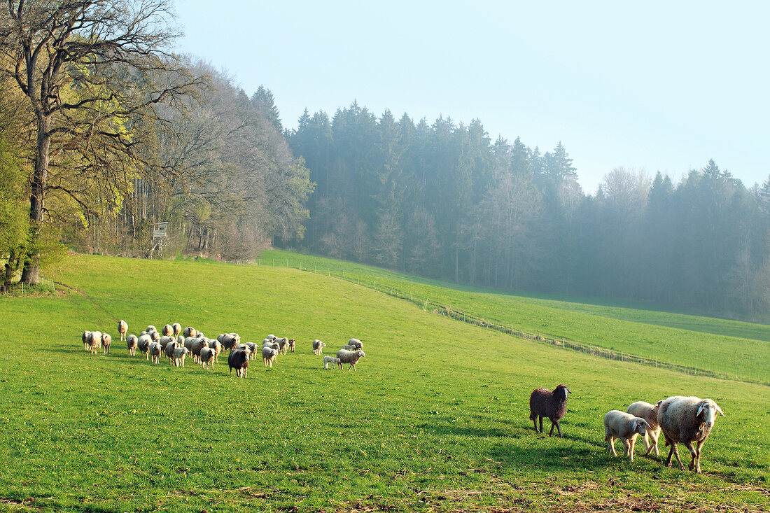 Himmel auf Erden, Schafe auf einer Wiese am Waldrand