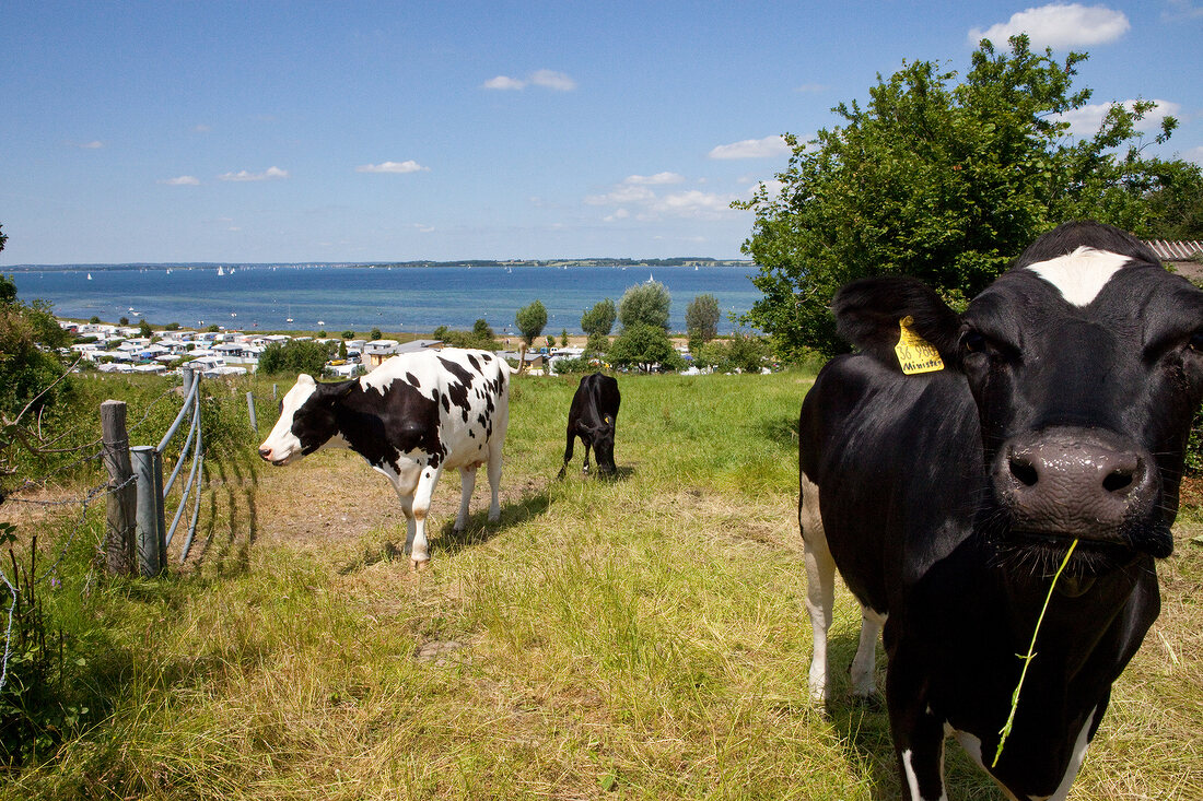 Holstein cattle grazing in meadow with Baltic sea in background, Germany