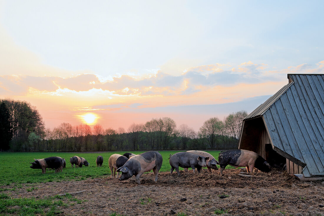 Pigs in meadow at Upper Bavarian village of Hermann, Germany