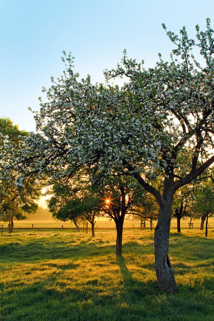 Himmel auf Erden, Streuobstwiese in Hamminkeln, Sonnenuntergang