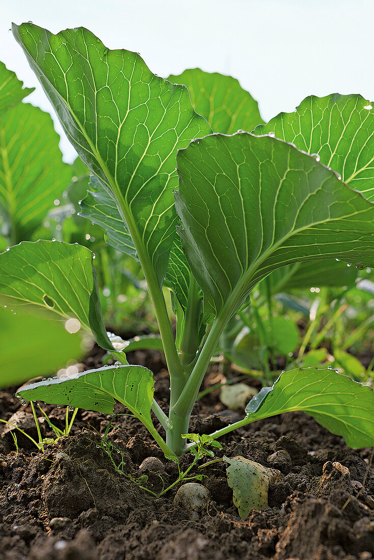 Himmel auf Erden, Kohl, Gemüsebeet