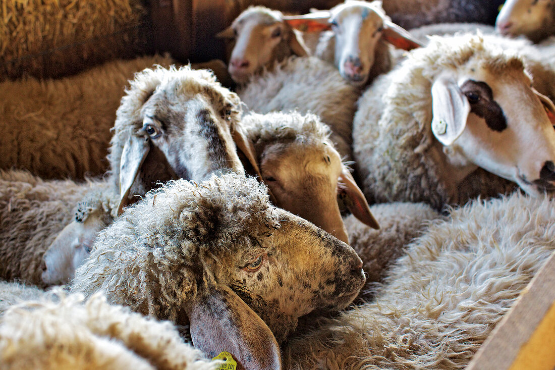 Close-up of herd of sheep in barn